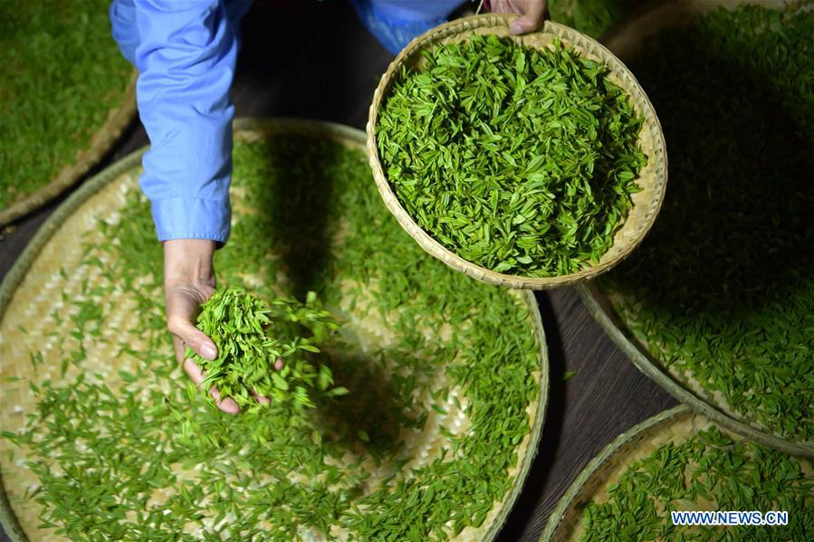 #CHINA-HUBEI-ENSHI-TEA INDUSTRY-PRODUCTION (CN)