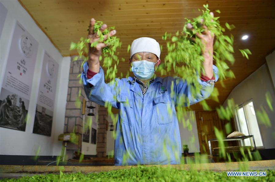 #CHINA-HUBEI-ENSHI-TEA INDUSTRY-PRODUCTION (CN)