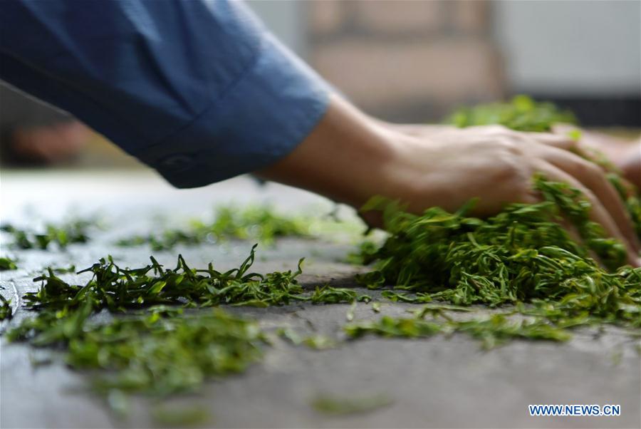 #CHINA-HUBEI-ENSHI-TEA INDUSTRY-PRODUCTION (CN)