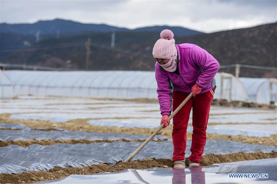 CHINA-YUNNAN-SHANGRI-LA-FARMING (CN)