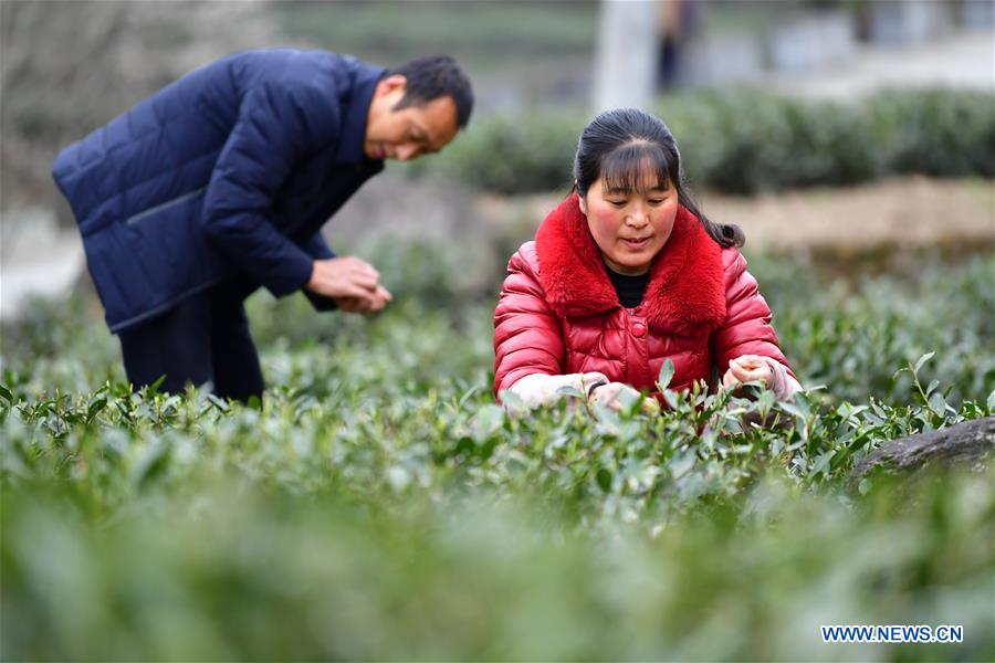 CHINA-GANSU-WENXIAN-SPRING TEA (CN)