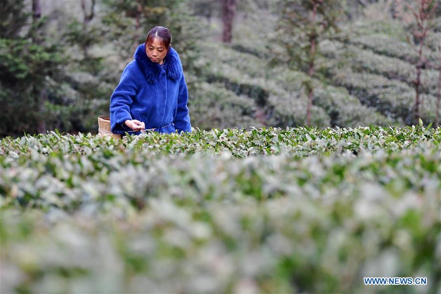 CHINA-GANSU-WENXIAN-SPRING TEA (CN)