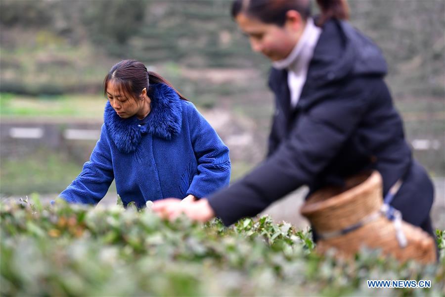 CHINA-GANSU-WENXIAN-SPRING TEA (CN)