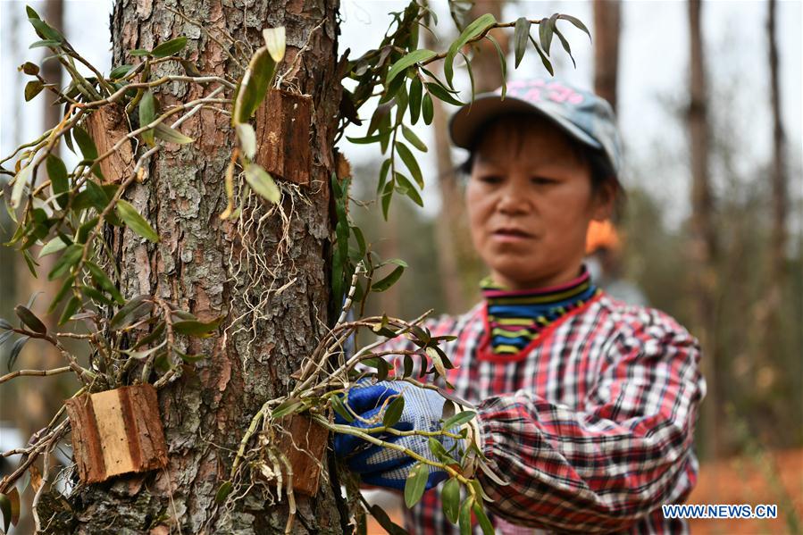 CHINA-GUIZHOU-POVERTY ALLEVIATION (CN)