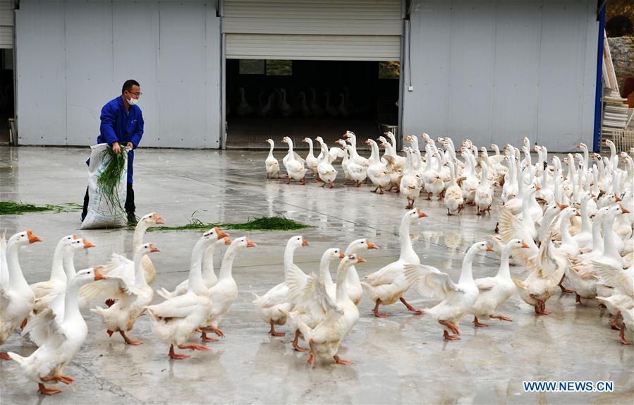 CHINA-GUIZHOU-POVERTY ALLEVIATION (CN)