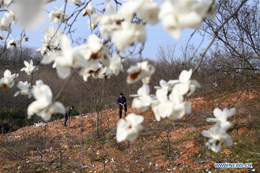 CHINA-ANHUI-FEIXI-POVERTY ALLEVIATION-AFFORESTATION (CN)