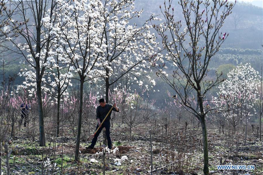 CHINA-ANHUI-FEIXI-POVERTY ALLEVIATION-AFFORESTATION (CN)