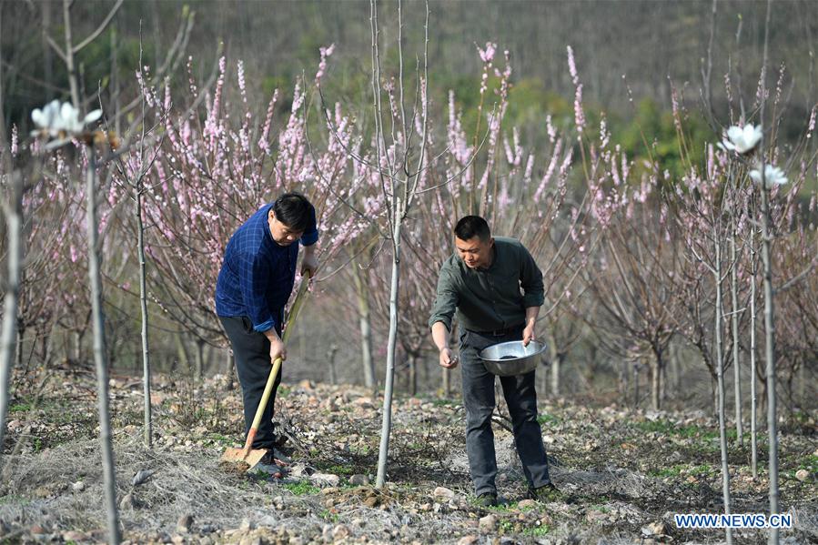 CHINA-ANHUI-FEIXI-POVERTY ALLEVIATION-AFFORESTATION (CN)