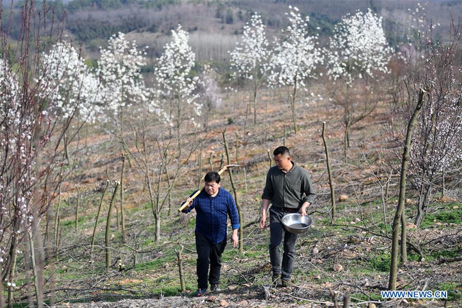 CHINA-ANHUI-FEIXI-POVERTY ALLEVIATION-AFFORESTATION (CN)