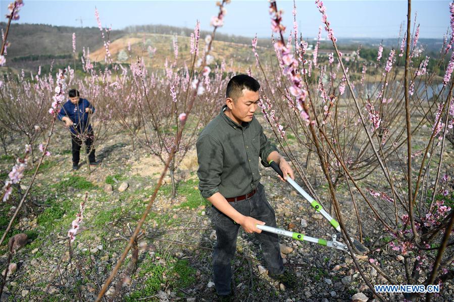 CHINA-ANHUI-FEIXI-POVERTY ALLEVIATION-AFFORESTATION (CN)