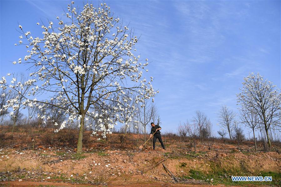 CHINA-ANHUI-FEIXI-POVERTY ALLEVIATION-AFFORESTATION (CN)