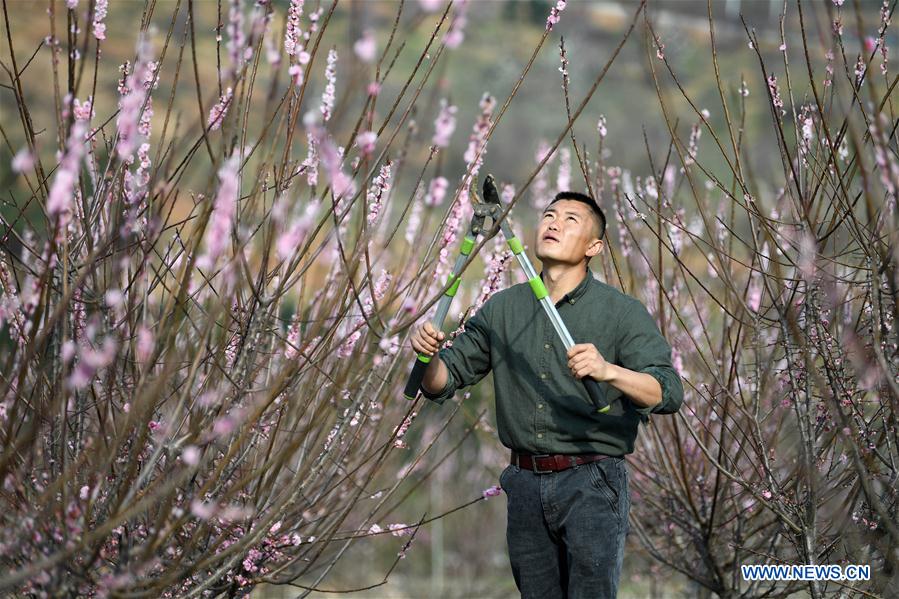 CHINA-ANHUI-FEIXI-POVERTY ALLEVIATION-AFFORESTATION (CN)