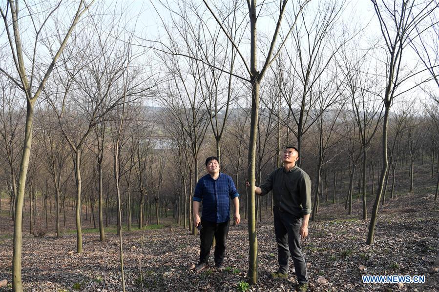 CHINA-ANHUI-FEIXI-POVERTY ALLEVIATION-AFFORESTATION (CN)