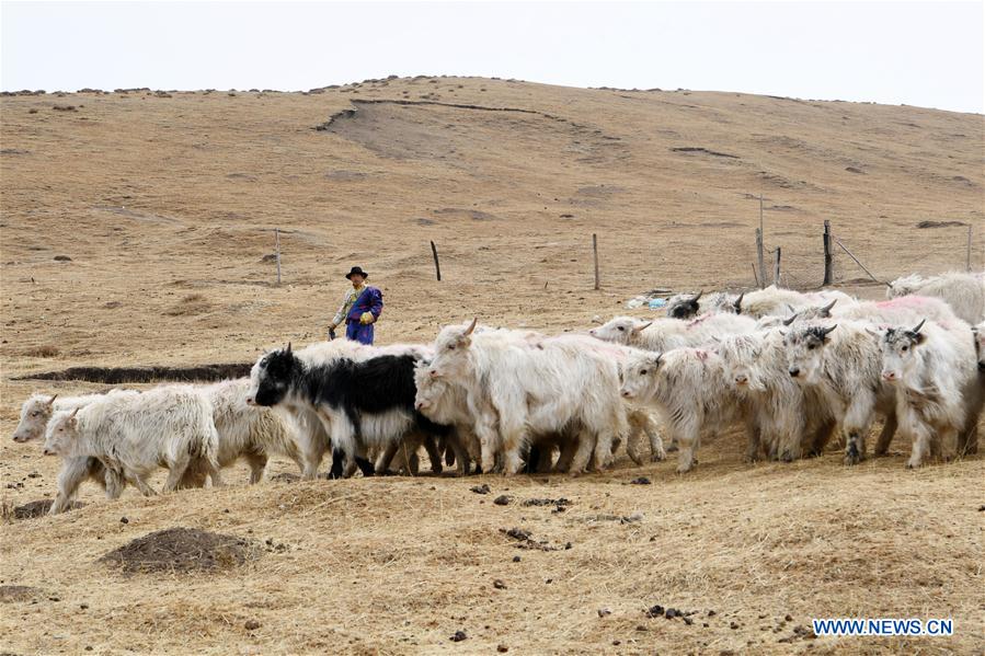 CHINA-GANSU-POVERTY ALLEVIATION-BREEDING-TOURISM-INDUSTRY (CN)