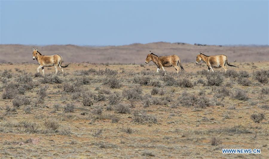 CHINA-INNER MONGOLIA-WILD ANIMALS (CN)