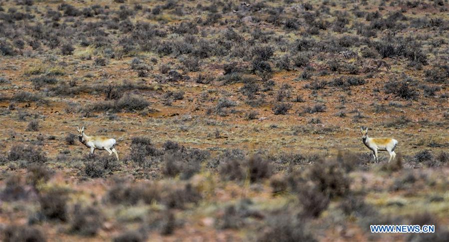 CHINA-INNER MONGOLIA-WILD ANIMALS (CN)