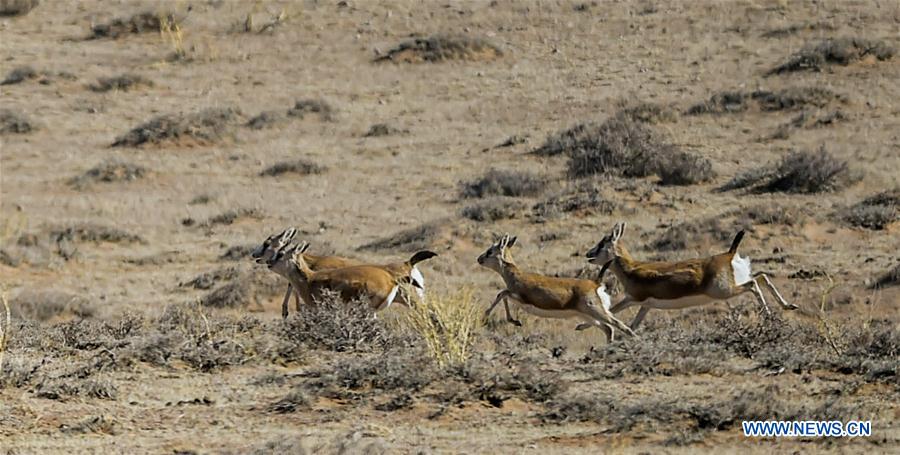 CHINA-INNER MONGOLIA-WILD ANIMALS (CN)