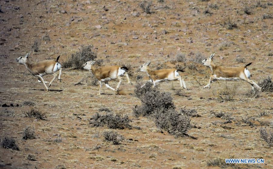 CHINA-INNER MONGOLIA-WILD ANIMALS (CN)