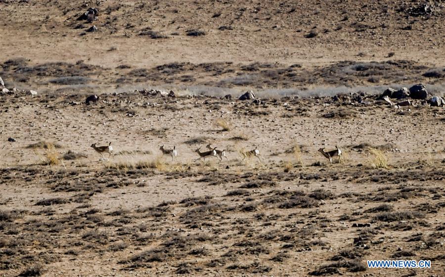 CHINA-INNER MONGOLIA-WILD ANIMALS (CN)