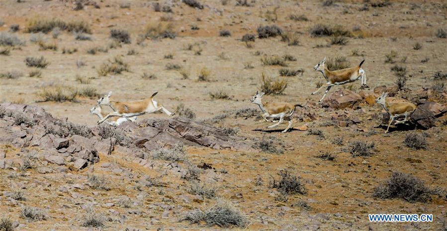 CHINA-INNER MONGOLIA-WILD ANIMALS (CN)