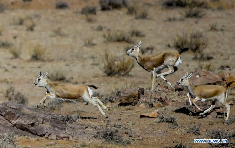 CHINA-INNER MONGOLIA-WILD ANIMALS (CN)