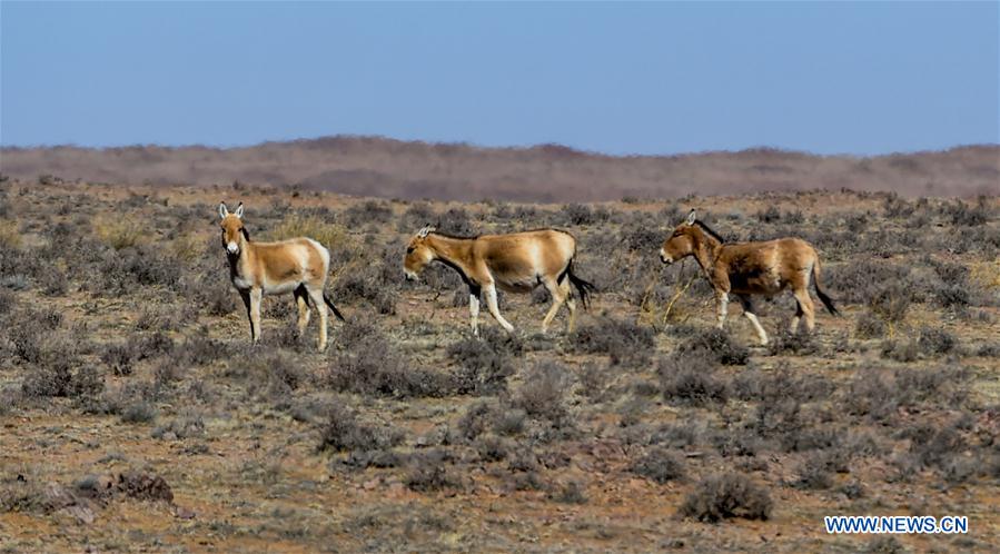 CHINA-INNER MONGOLIA-WILD ANIMALS (CN)