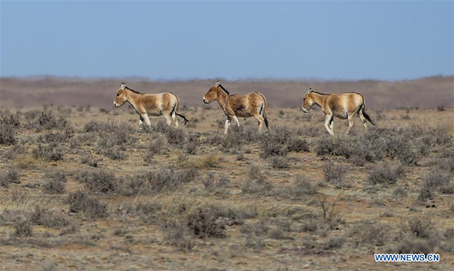 CHINA-INNER MONGOLIA-WILD ANIMALS (CN)