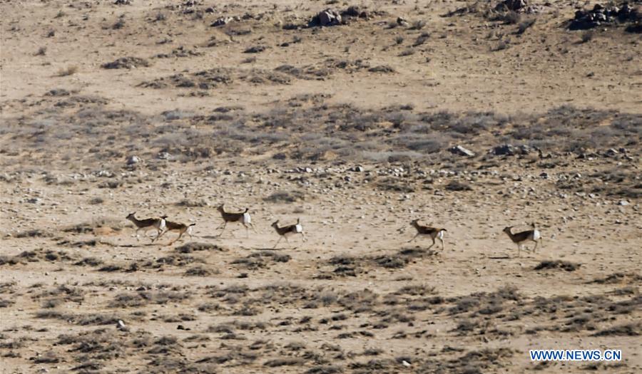 CHINA-INNER MONGOLIA-WILD ANIMALS (CN)