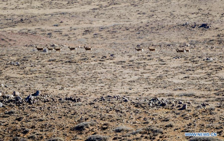 CHINA-INNER MONGOLIA-WILD ANIMALS (CN)