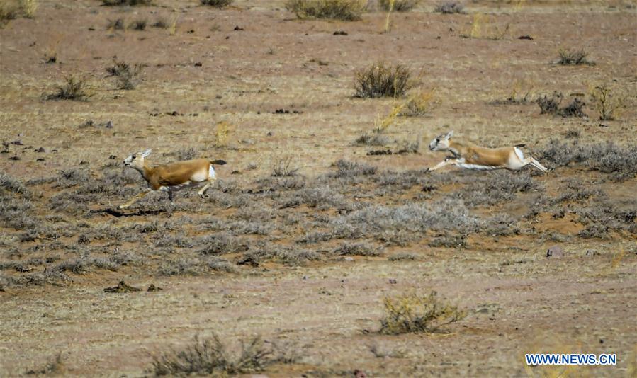 CHINA-INNER MONGOLIA-WILD ANIMALS (CN)