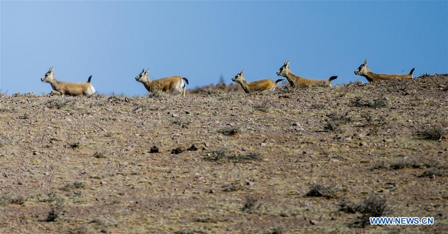 CHINA-INNER MONGOLIA-WILD ANIMALS (CN)