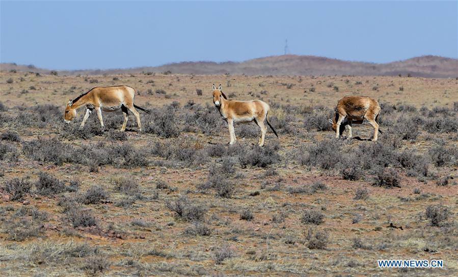 CHINA-INNER MONGOLIA-WILD ANIMALS (CN)