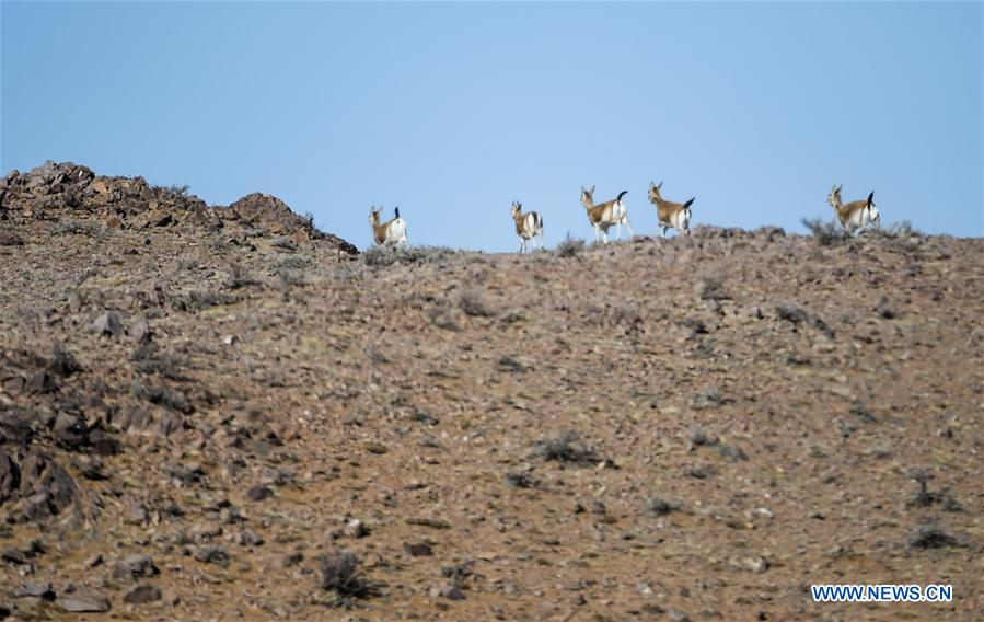 CHINA-INNER MONGOLIA-WILD ANIMALS (CN)