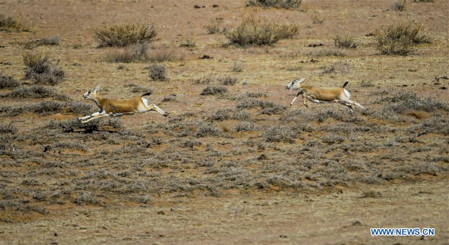 CHINA-INNER MONGOLIA-WILD ANIMALS (CN)