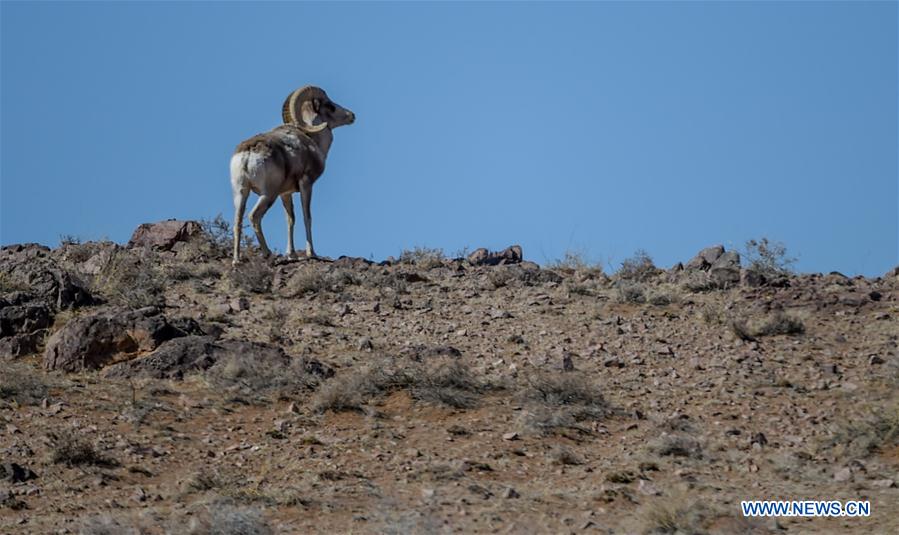 CHINA-INNER MONGOLIA-WILD ANIMALS (CN)