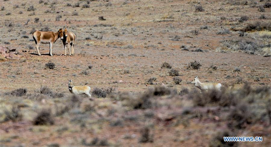 CHINA-INNER MONGOLIA-WILD ANIMALS (CN)