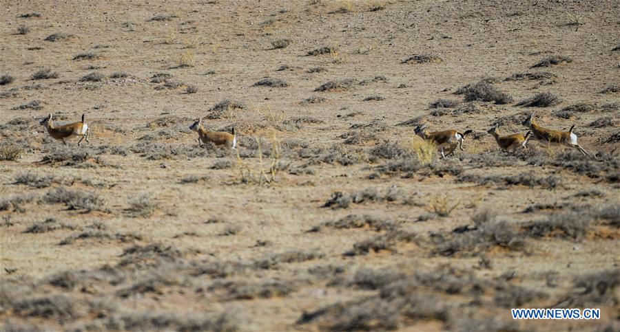 CHINA-INNER MONGOLIA-WILD ANIMALS (CN)