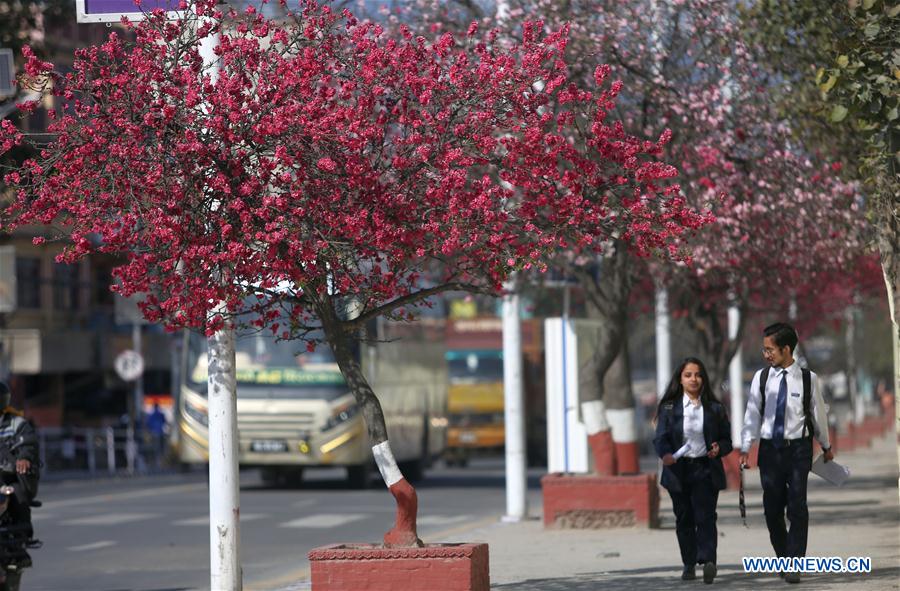 NEPAL-KATHMANDU-CHERRY BLOSSOMS