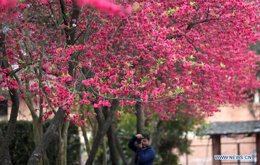 NEPAL-KATHMANDU-CHERRY BLOSSOMS