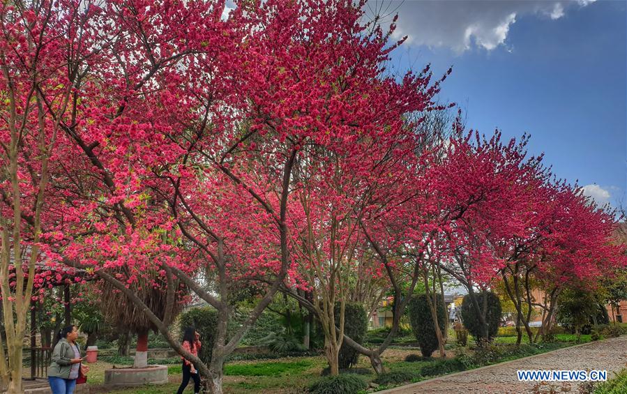 NEPAL-KATHMANDU-CHERRY BLOSSOMS