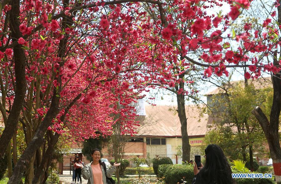 NEPAL-KATHMANDU-CHERRY BLOSSOMS