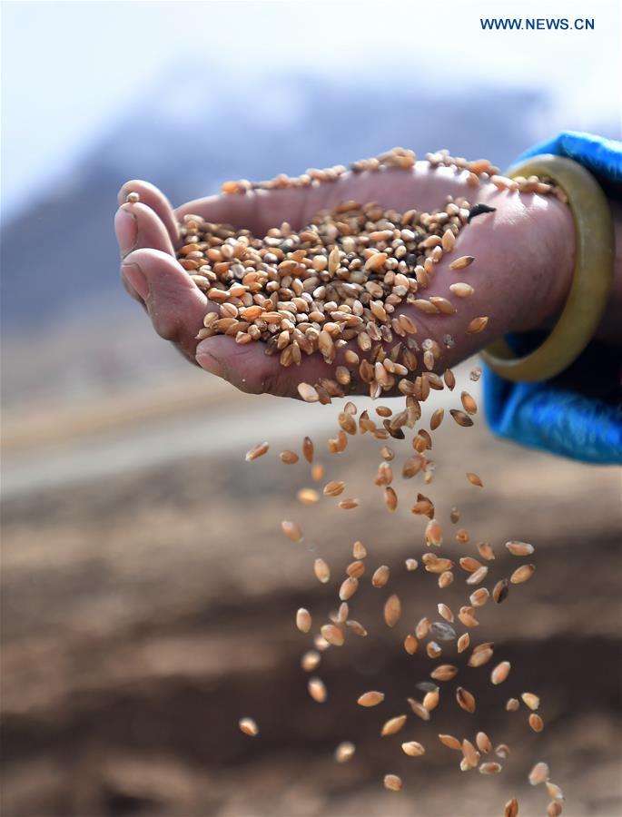 CHINA-TIBET-AGRICULTURE-SPRING PLOUGHING (CN)