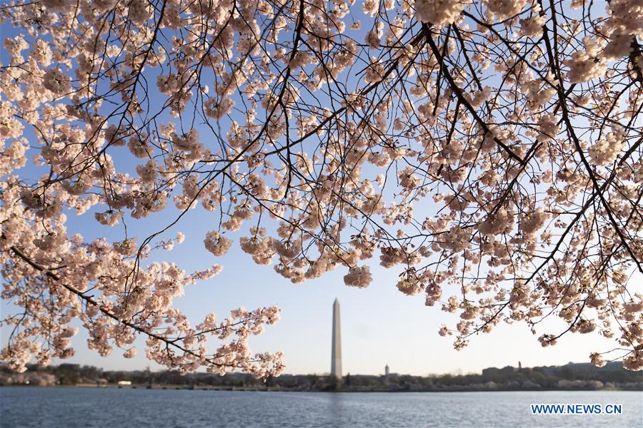 cherry blossoms at tidal basin in washington