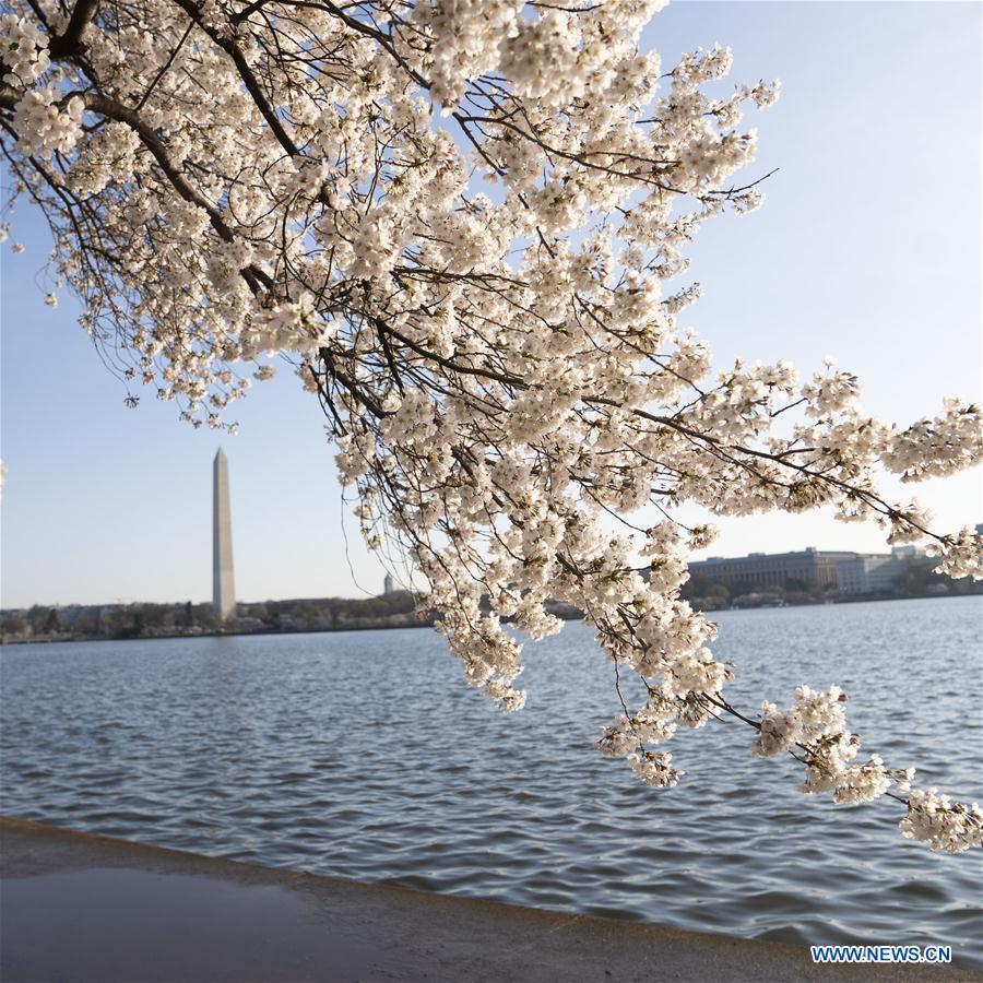 cherry blossoms at tidal basin in washington