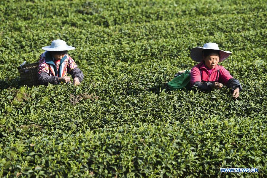 CHINA-CHONGQING-SPRING TEA-HARVEST (CN)