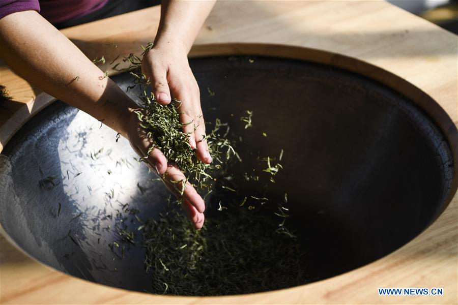 CHINA-CHONGQING-SPRING TEA-HARVEST (CN)