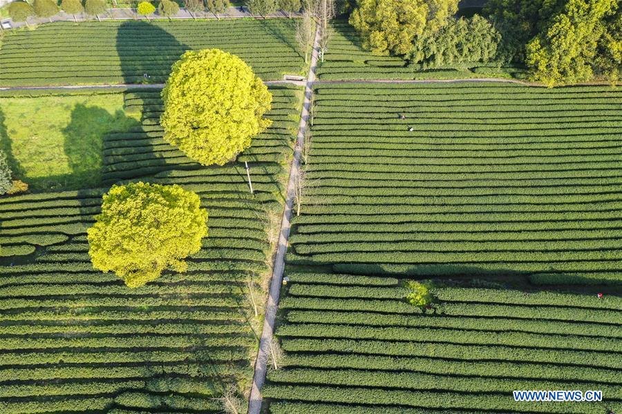 CHINA-CHONGQING-SPRING TEA-HARVEST (CN)