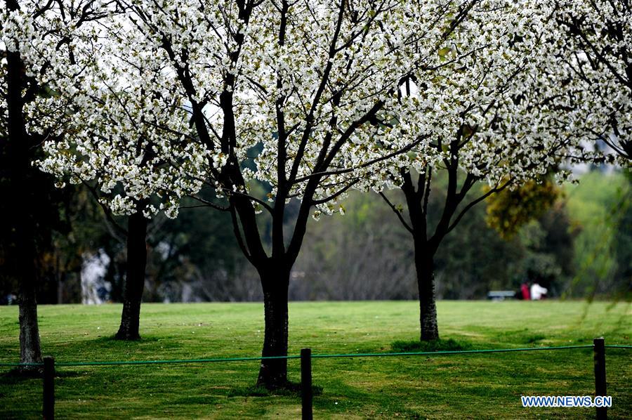 CHINA-SHANGHAI-SPRING-SCENERY (CN)