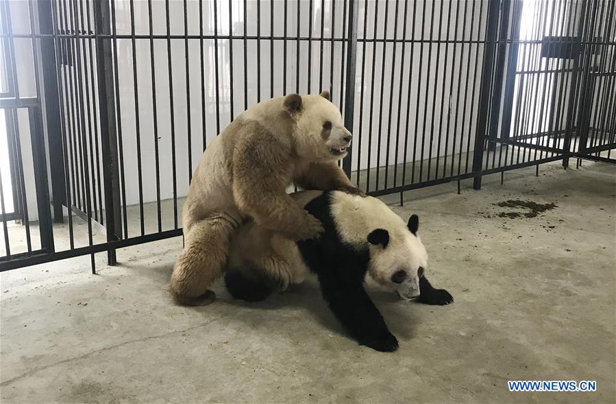 CHINA-SHAANXI-CAPTIVE BROWN PANDA-QI ZAI-NATURAL MATING (CN)