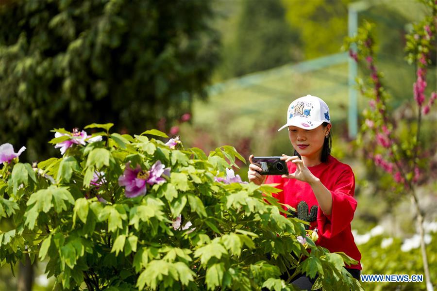 CHINA-CHONGQING-DIANJIANG-PEONY-BLOSSOM (CN)